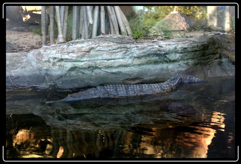 IMG_2298.jpg - This is a freshwater crocodile and native to Australia.